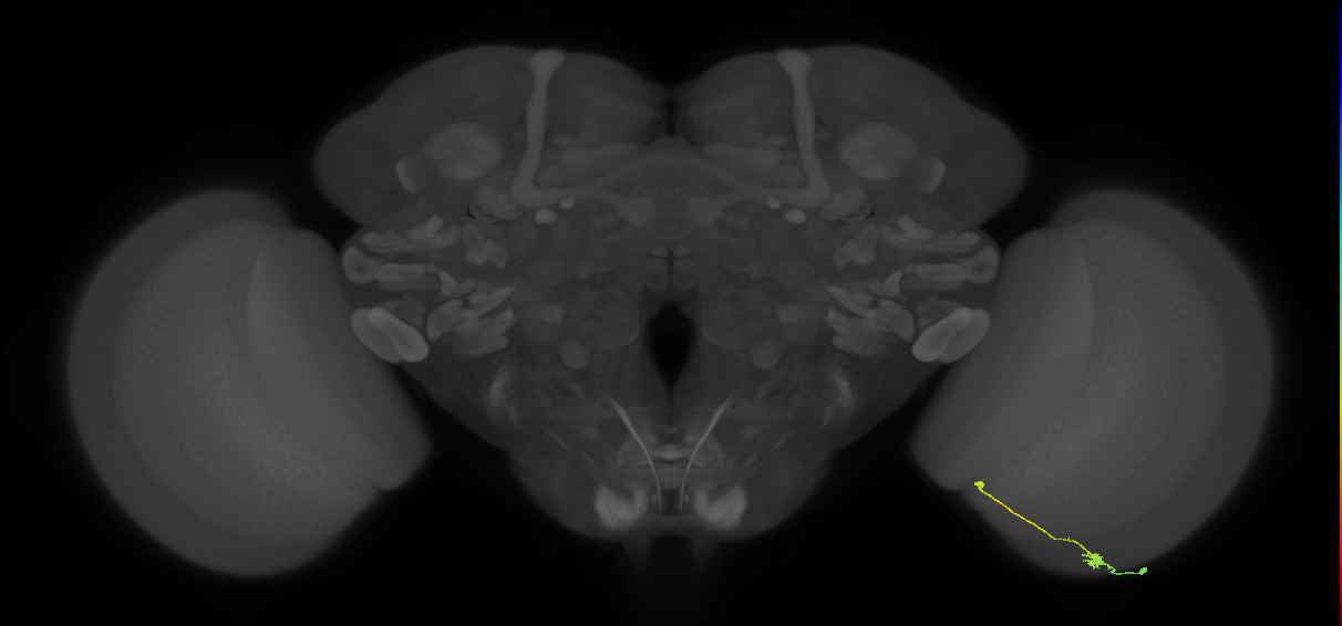 Tm9_R (JRC_OpticLobe:100414)