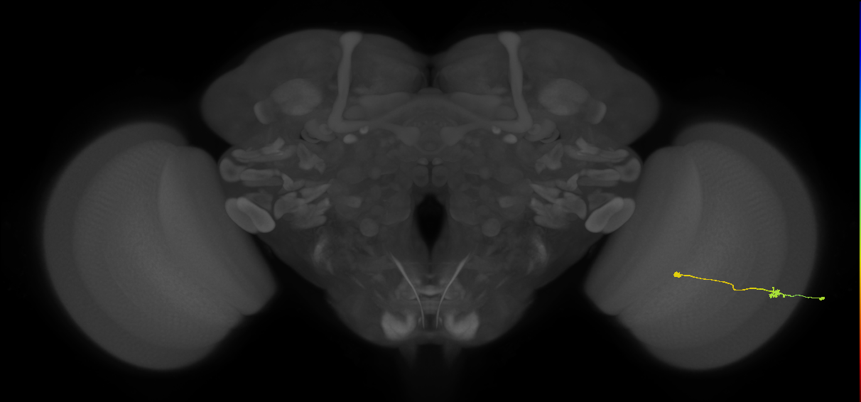 Tm9_R (JRC_OpticLobe:87520)