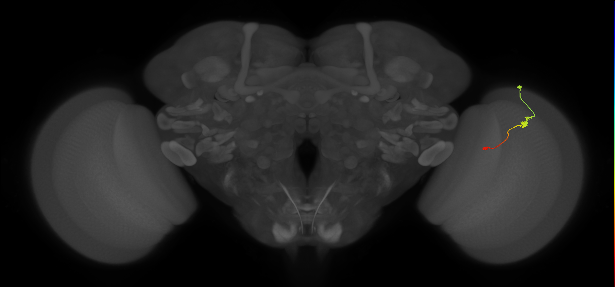 Tm9_R (JRC_OpticLobe:100195)