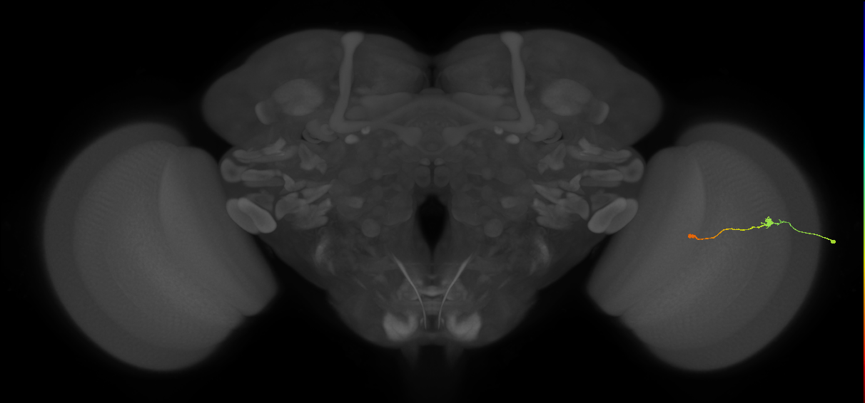 Tm9_R (JRC_OpticLobe:160978)