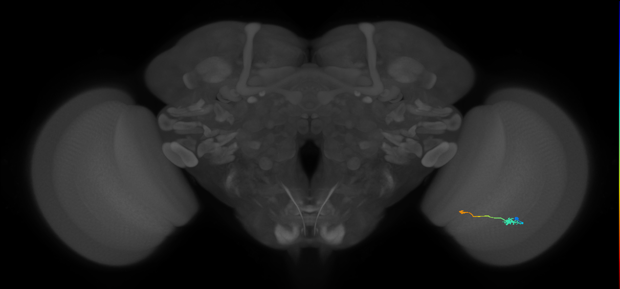 Tm9_R (JRC_OpticLobe:101906)