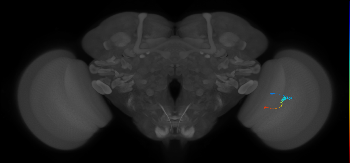 Tm9_R (JRC_OpticLobe:95870)