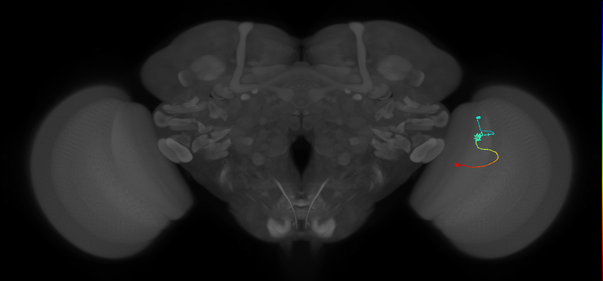 Tm9_R (JRC_OpticLobe:113491)