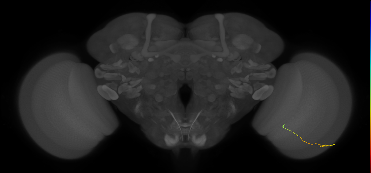Tm9_R (JRC_OpticLobe:145258)