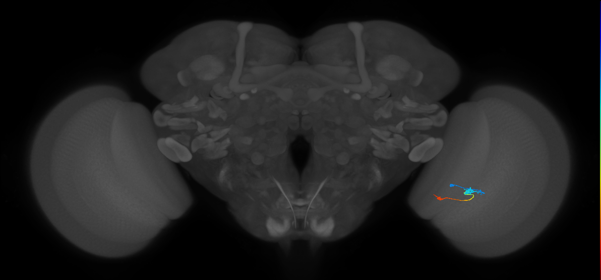 Tm9_R (JRC_OpticLobe:103513)