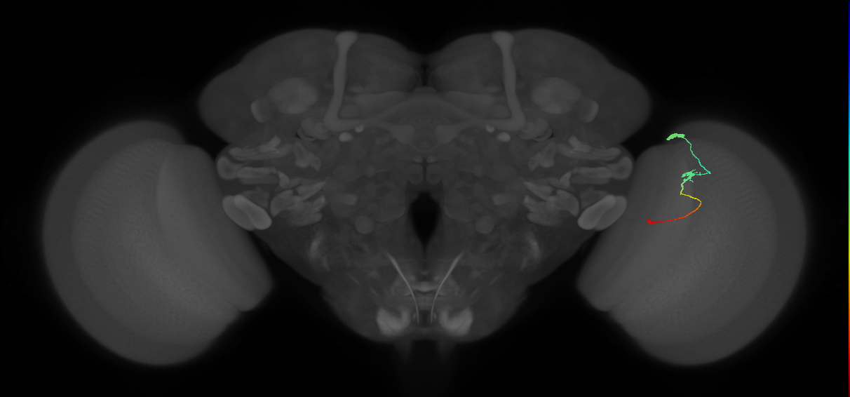 Tm9_R (JRC_OpticLobe:103333)