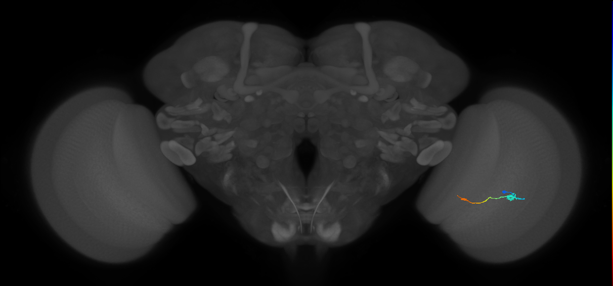 Tm9_R (JRC_OpticLobe:94133)
