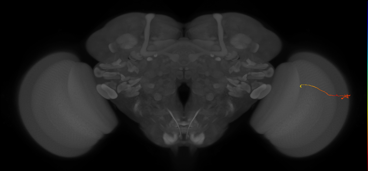 Tm9_R (JRC_OpticLobe:160179)