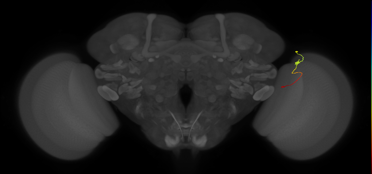 Tm9_R (JRC_OpticLobe:133649)