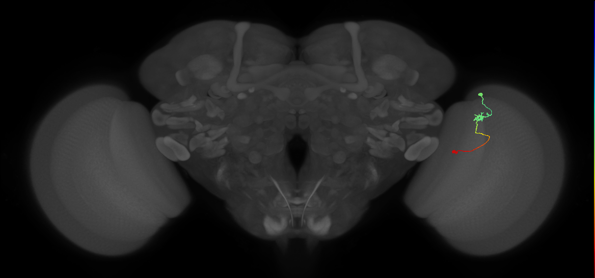 Tm9_R (JRC_OpticLobe:108562)