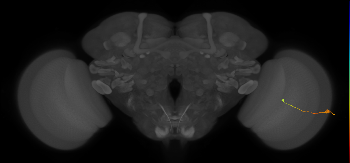 Tm9_R (JRC_OpticLobe:193779)