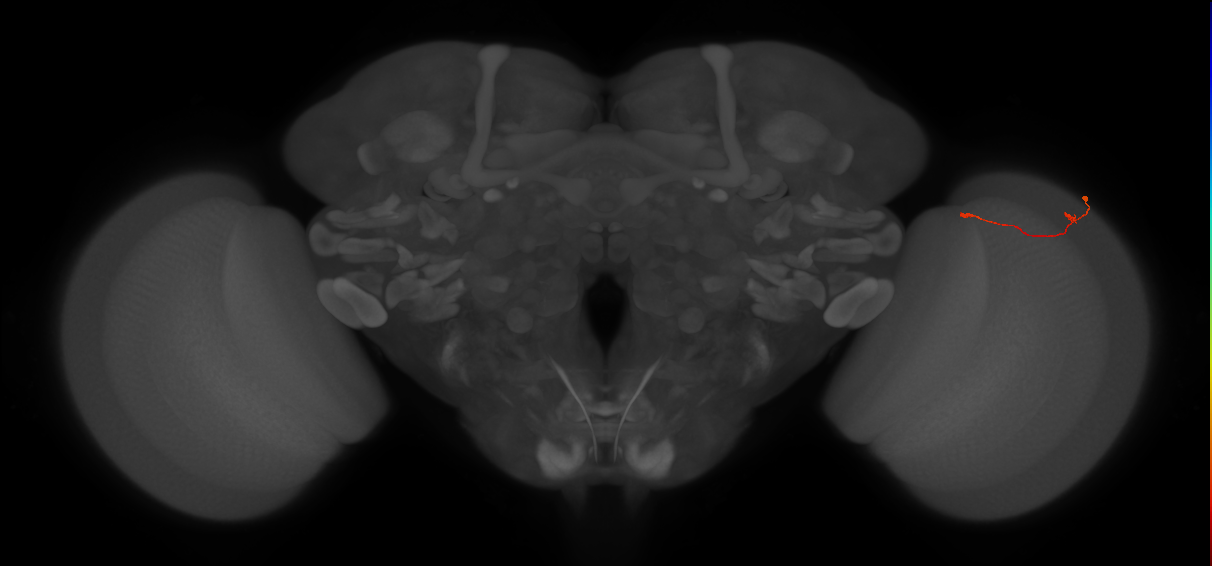 Tm9_R (JRC_OpticLobe:150624)
