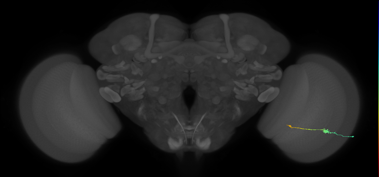 Tm9_R (JRC_OpticLobe:101173)