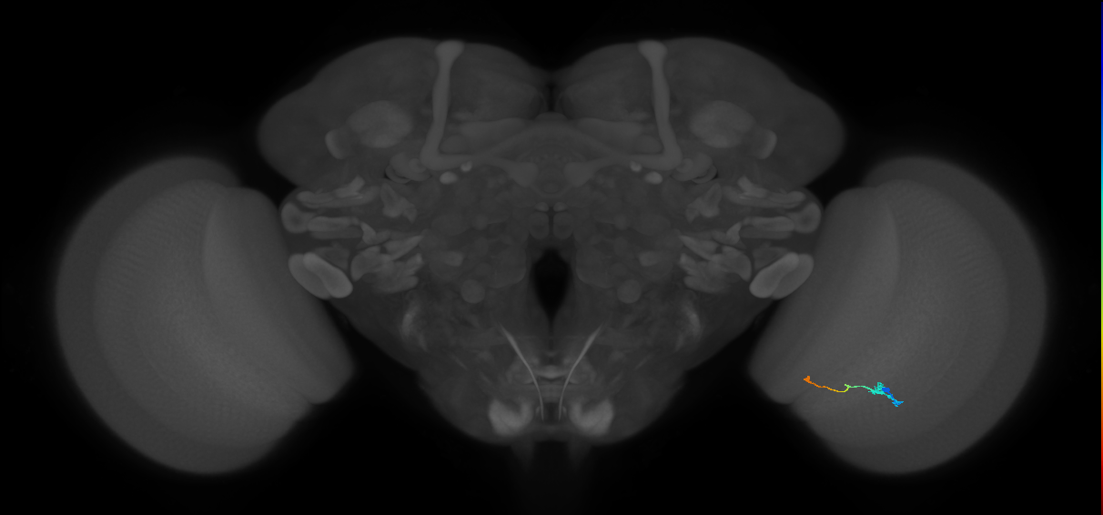 Tm9_R (JRC_OpticLobe:112042)