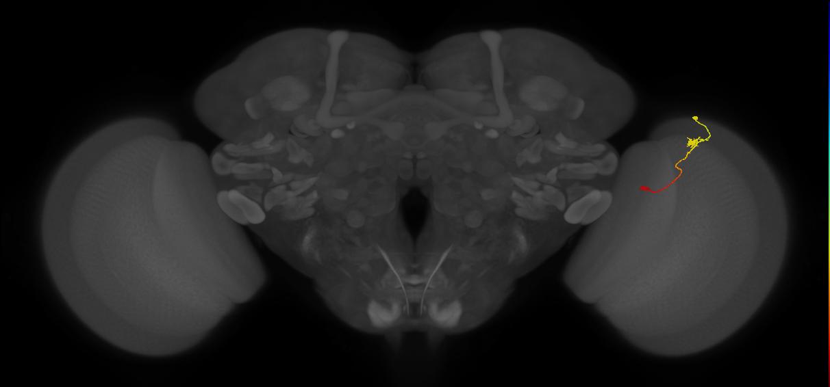 Tm9_R (JRC_OpticLobe:120109)