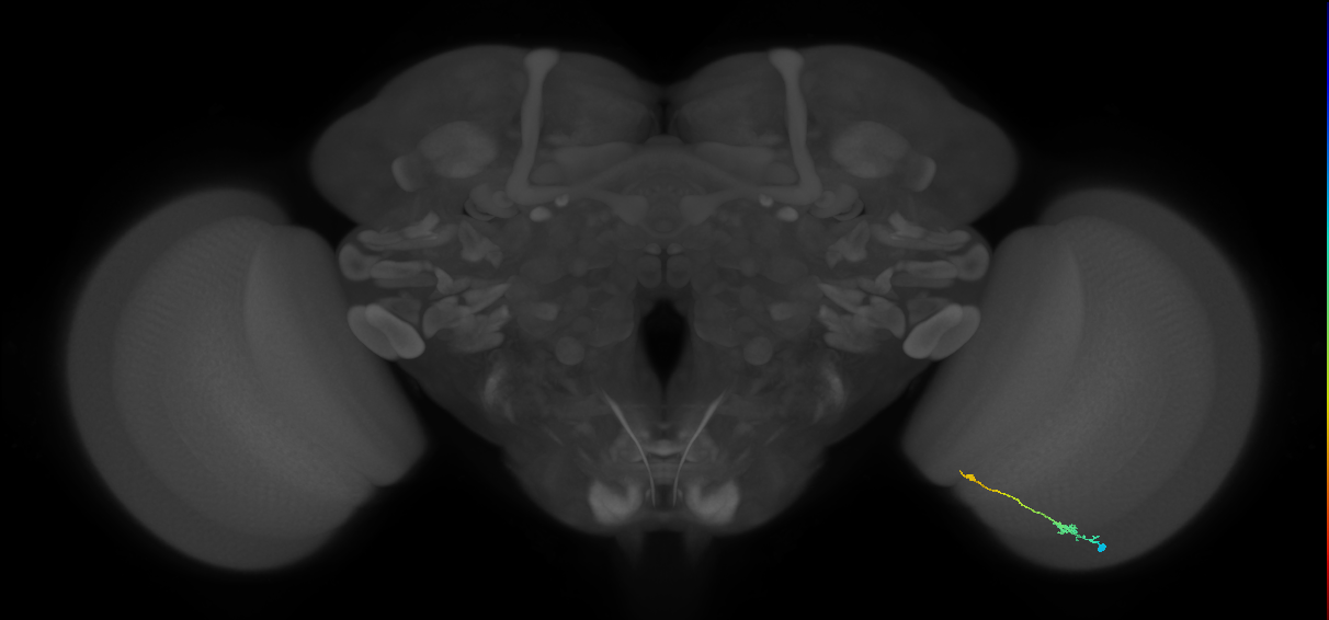 Tm9_R (JRC_OpticLobe:105580)