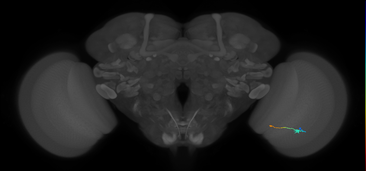 Tm9_R (JRC_OpticLobe:110226)