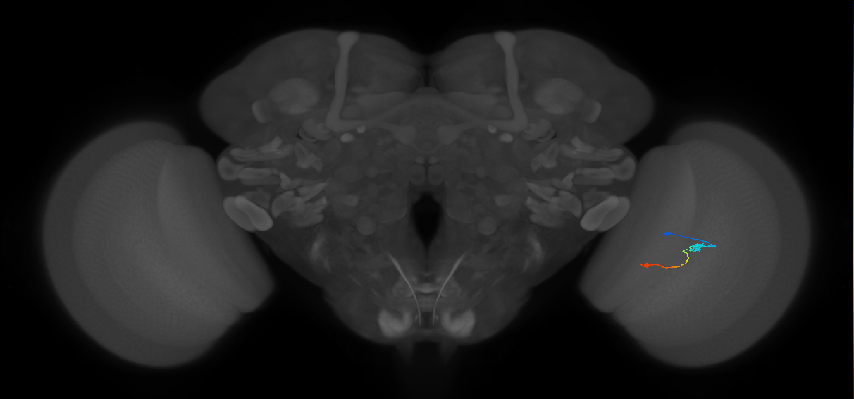 Tm9_R (JRC_OpticLobe:103365)