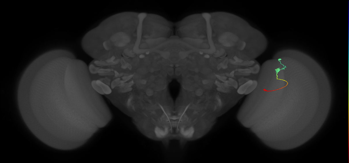 Tm9_R (JRC_OpticLobe:103008)