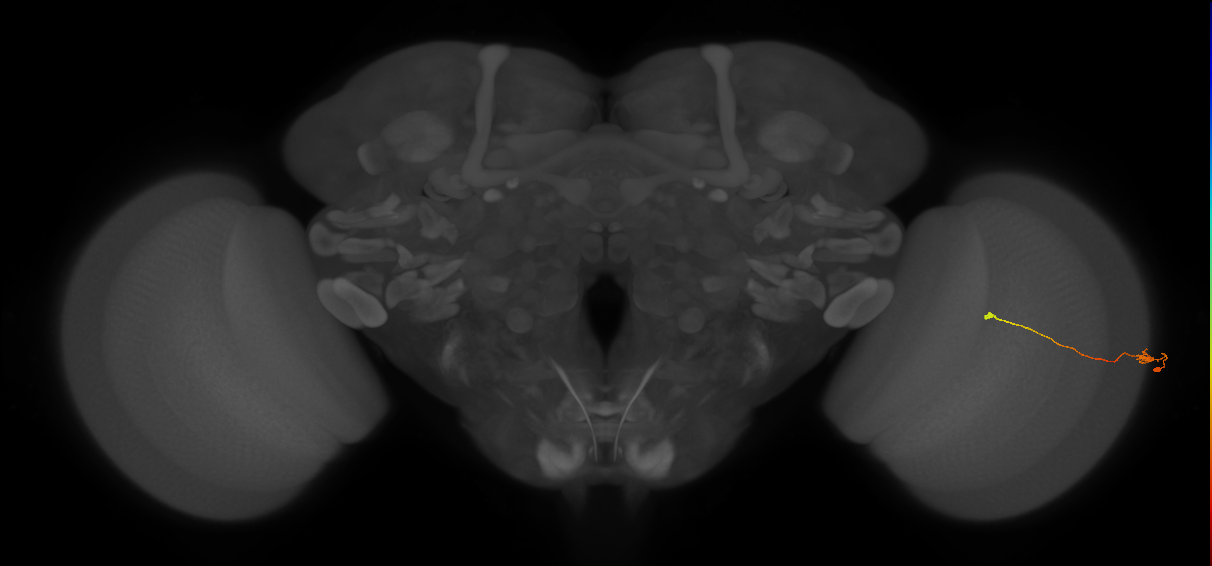Tm9_R (JRC_OpticLobe:120566)