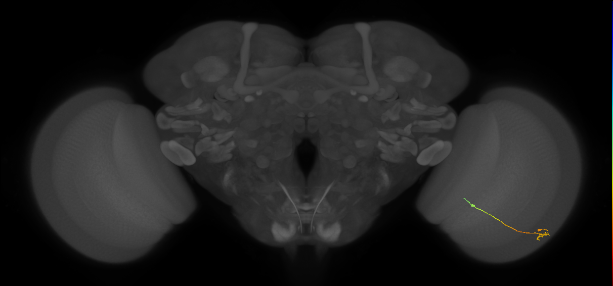 Tm9_R (JRC_OpticLobe:139876)