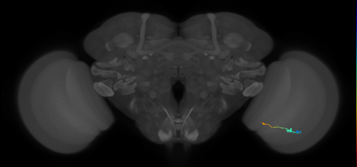 Tm9_R (JRC_OpticLobe:83462)