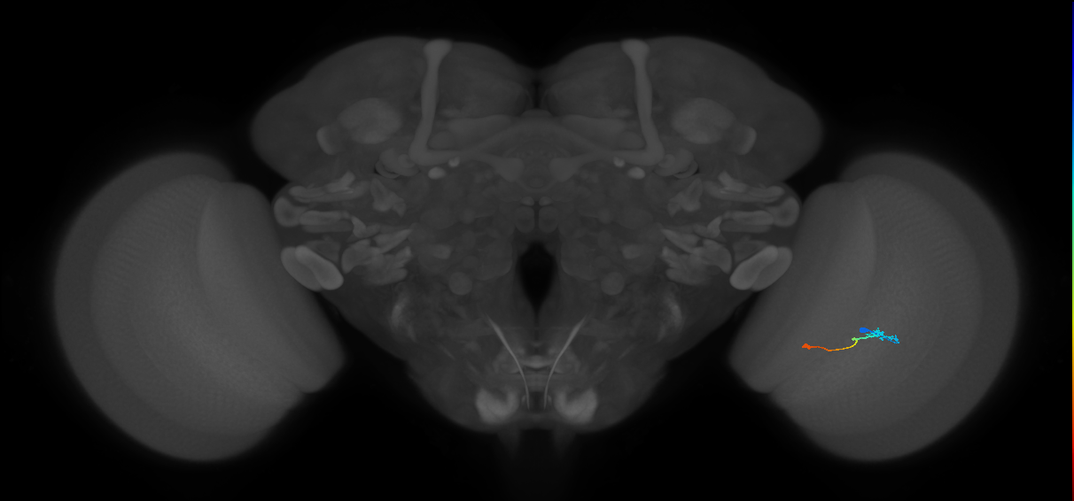 Tm9_R (JRC_OpticLobe:100694)
