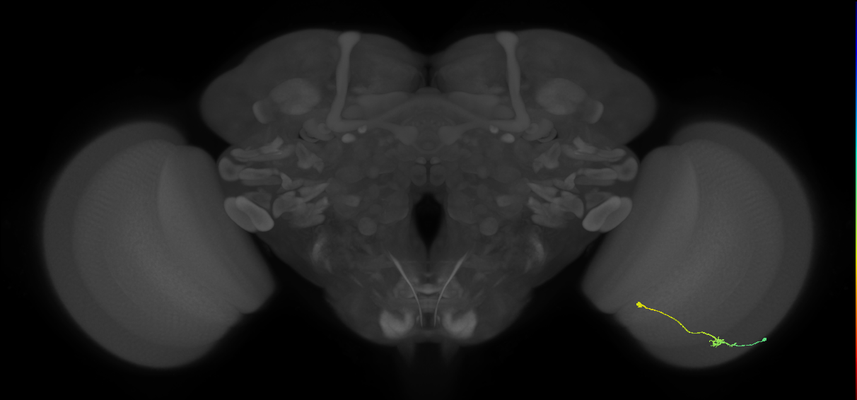 Tm9_R (JRC_OpticLobe:97939)