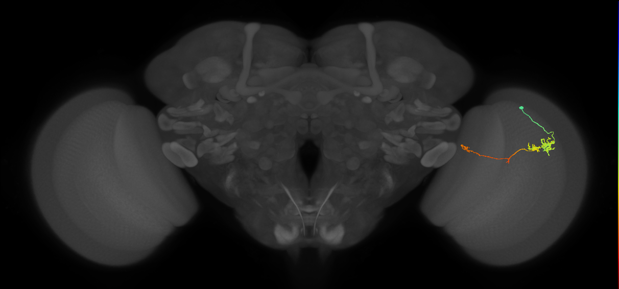 TmY10_R (JRC_OpticLobe:86221)