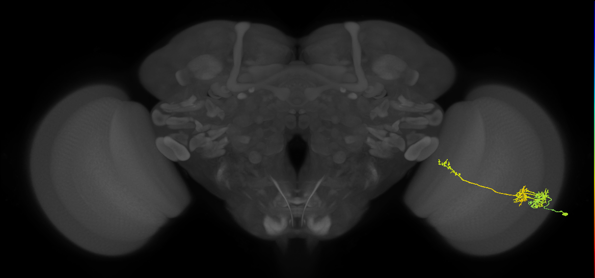 TmY10_R (JRC_OpticLobe:34665)