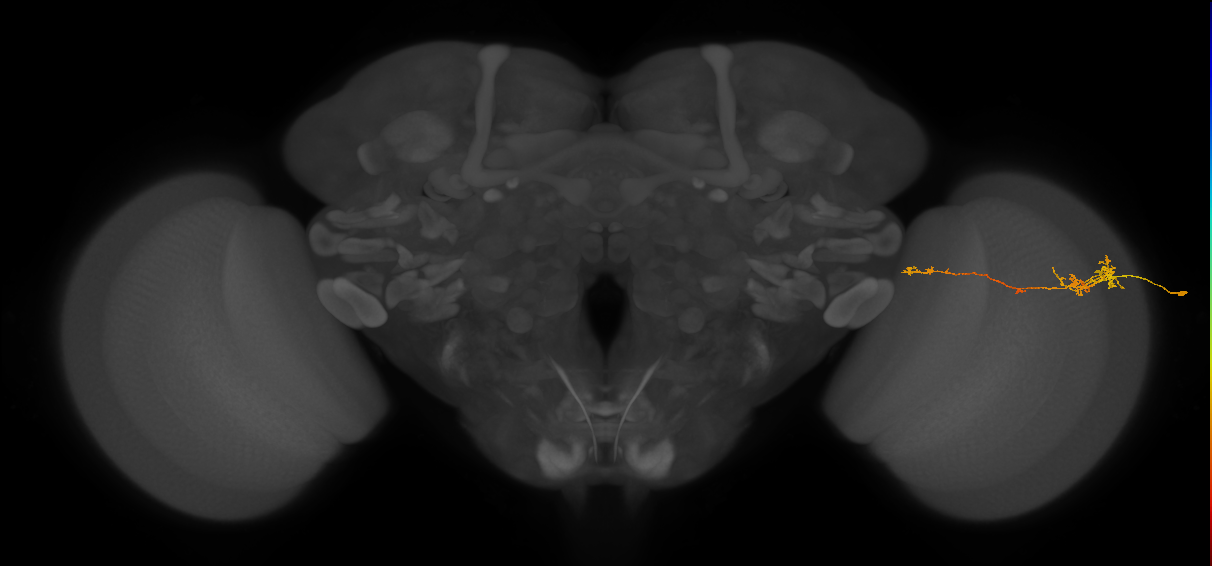 TmY10_R (JRC_OpticLobe:85990)
