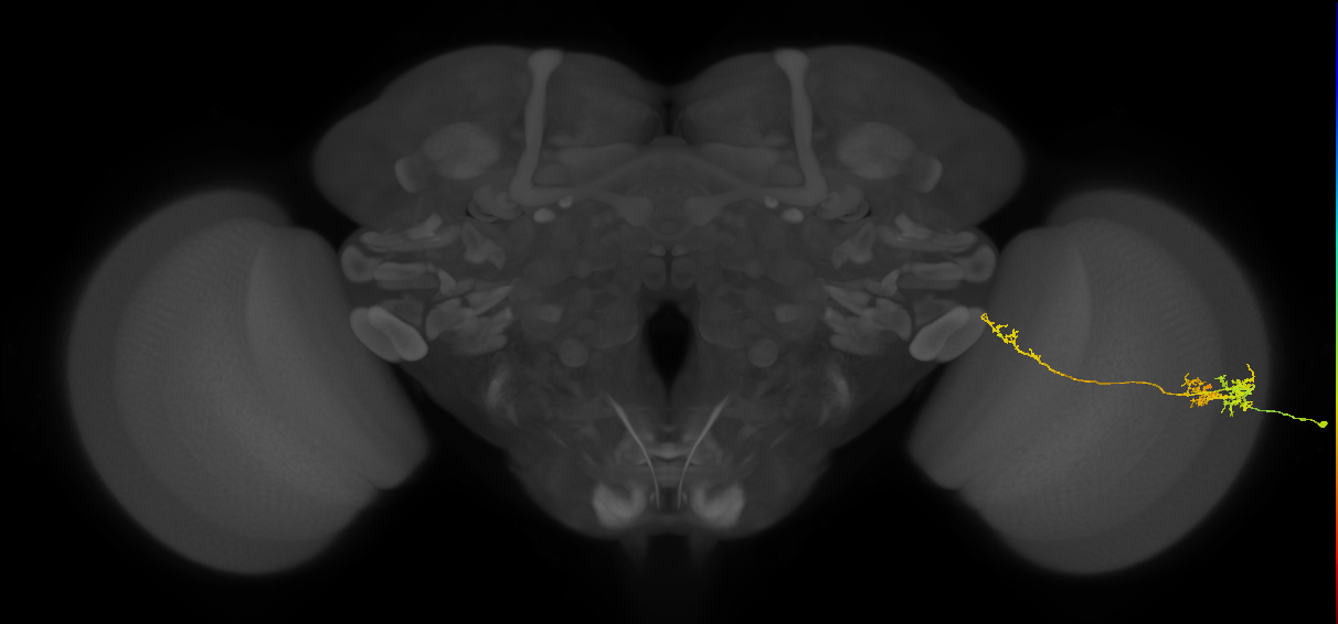 TmY10_R (JRC_OpticLobe:66335)