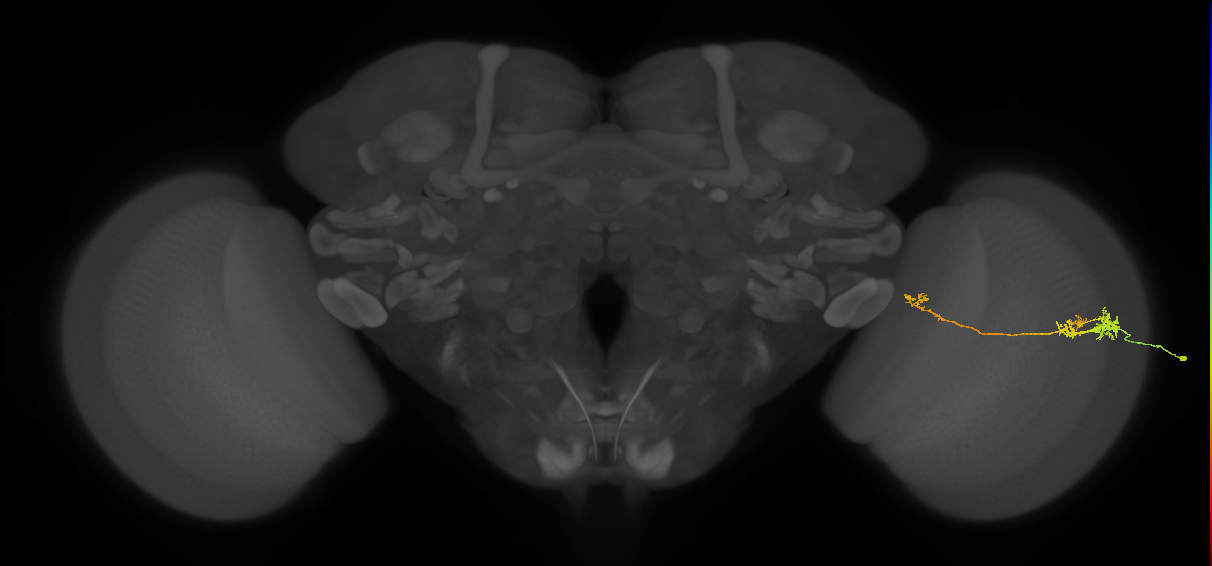 TmY10_R (JRC_OpticLobe:70692)