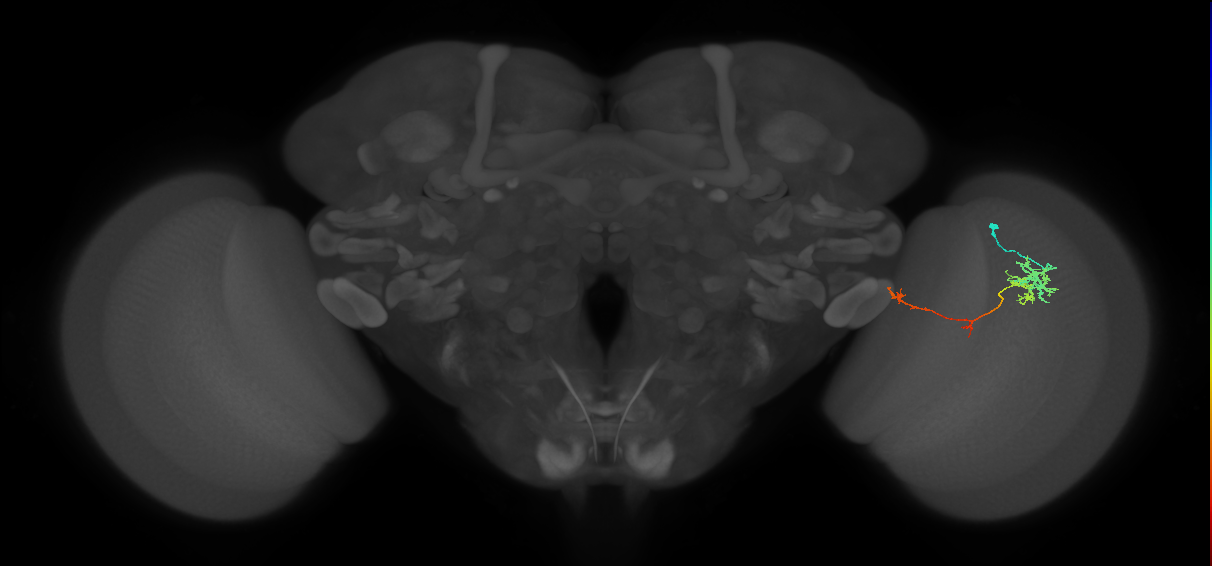 TmY10_R (JRC_OpticLobe:113714)
