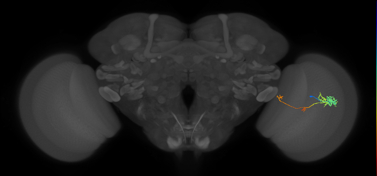 TmY10_R (JRC_OpticLobe:67552)