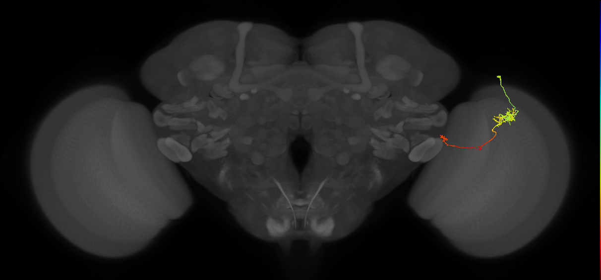 TmY10_R (JRC_OpticLobe:93467)