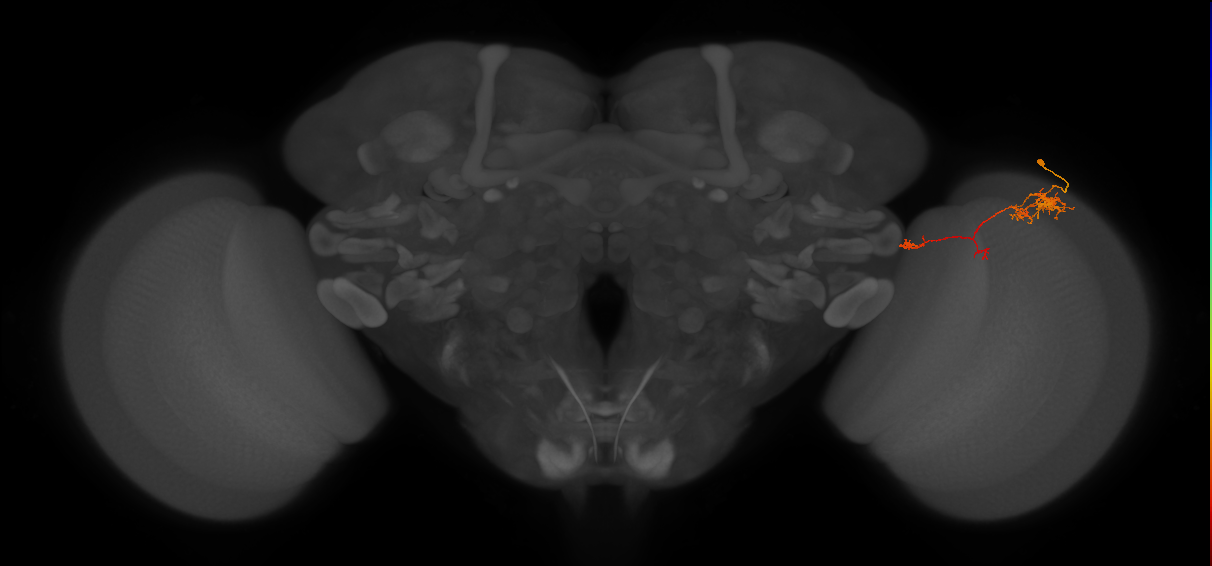 TmY10_R (JRC_OpticLobe:82268)