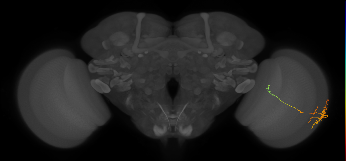 TmY10_R (JRC_OpticLobe:66787)