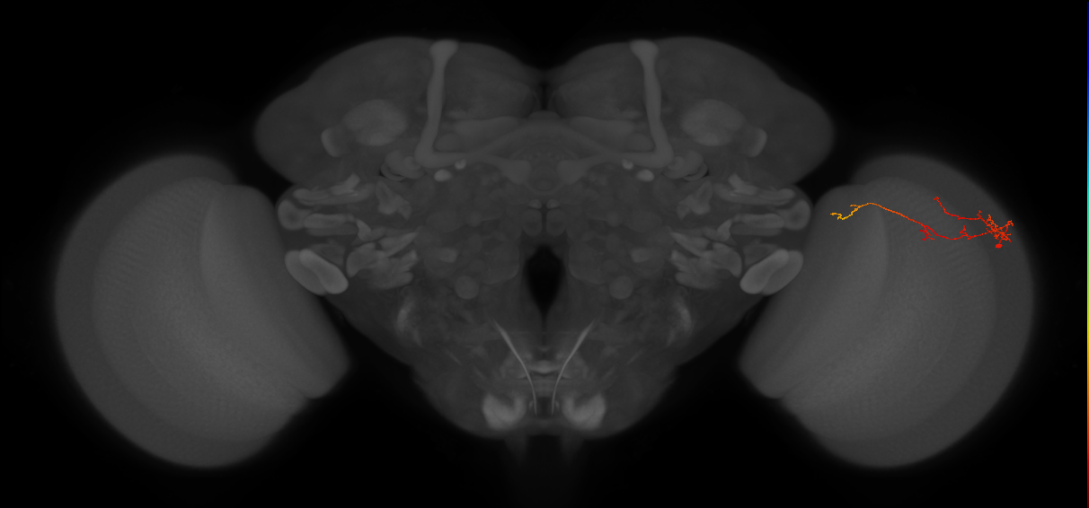 TmY10_R (JRC_OpticLobe:149816)