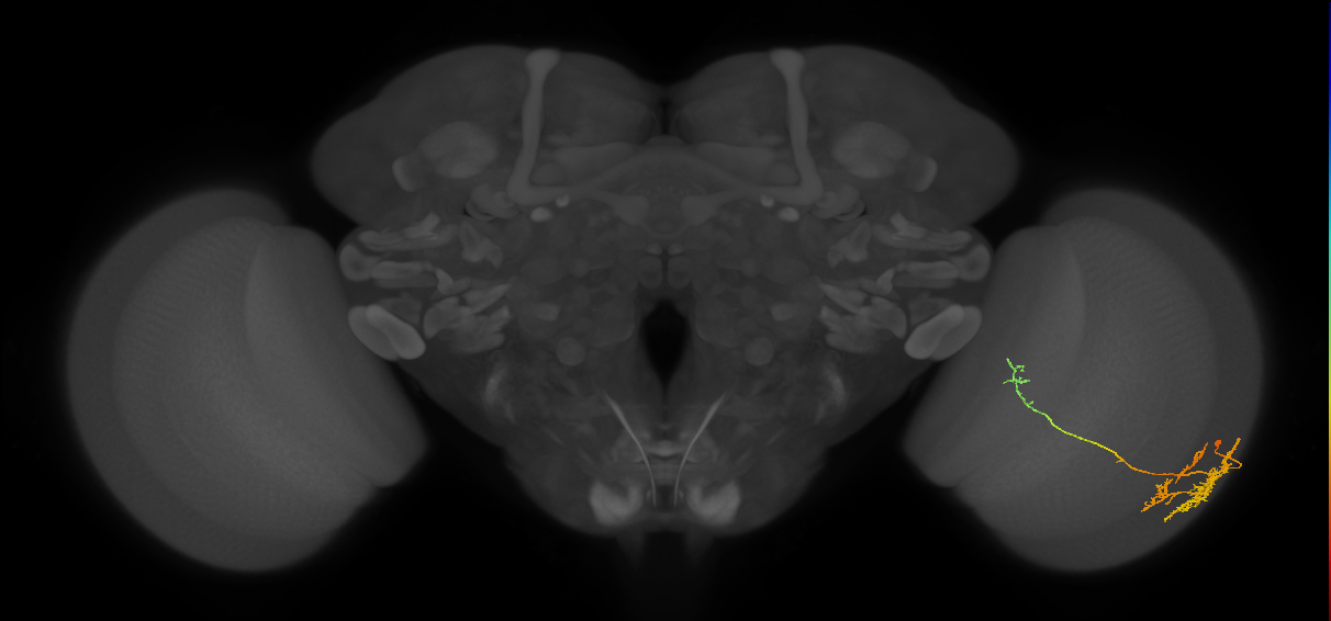 TmY10_R (JRC_OpticLobe:48154)