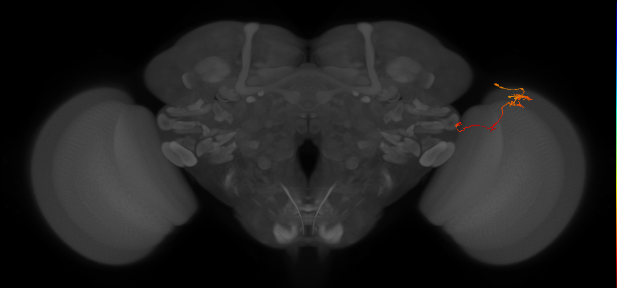 TmY10_R (JRC_OpticLobe:111998)