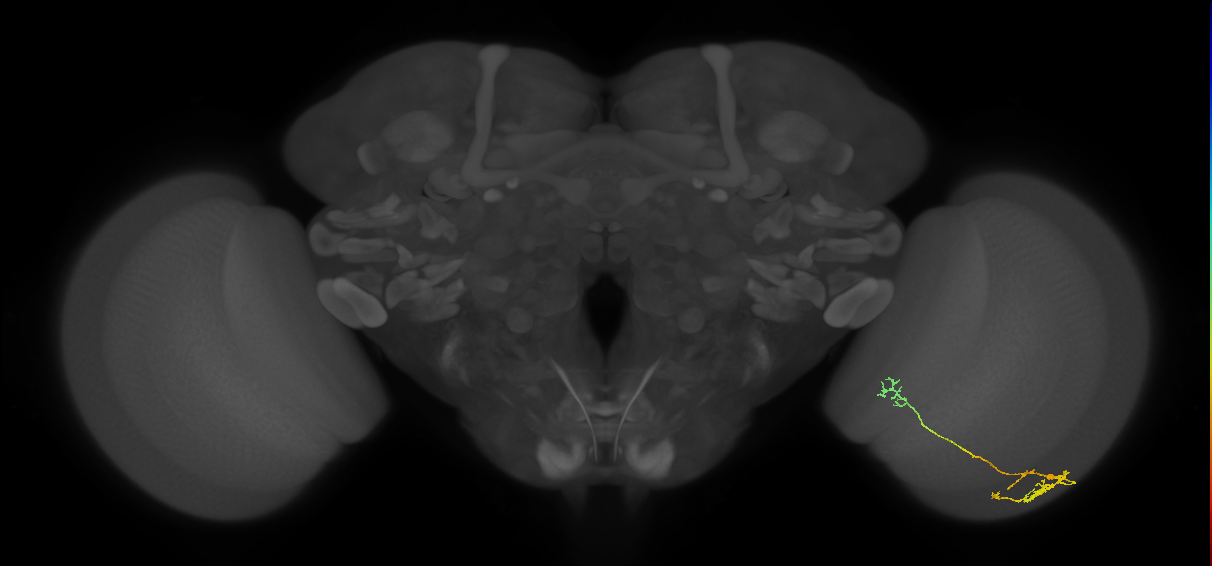 TmY10_R (JRC_OpticLobe:67410)