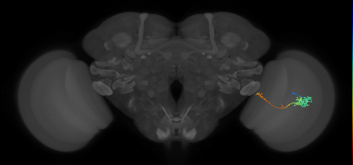 TmY10_R (JRC_OpticLobe:554383)