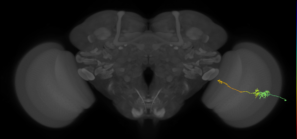 TmY10_R (JRC_OpticLobe:72432)