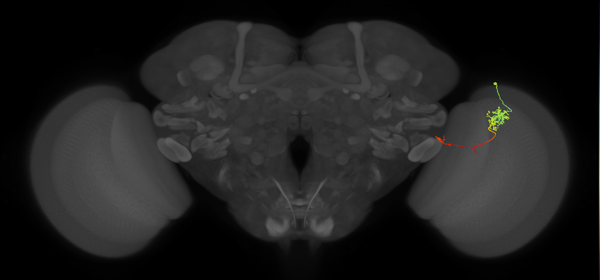 TmY10_R (JRC_OpticLobe:85771)