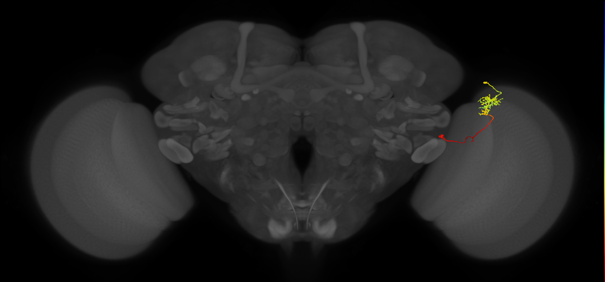 TmY10_R (JRC_OpticLobe:116525)