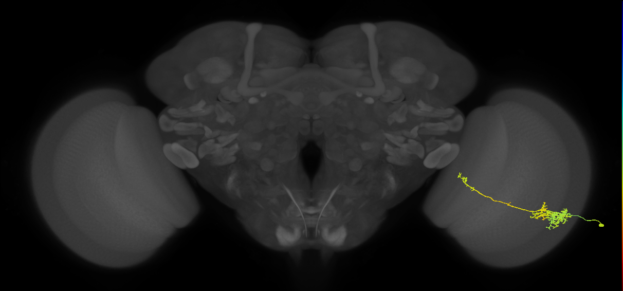 TmY10_R (JRC_OpticLobe:44852)