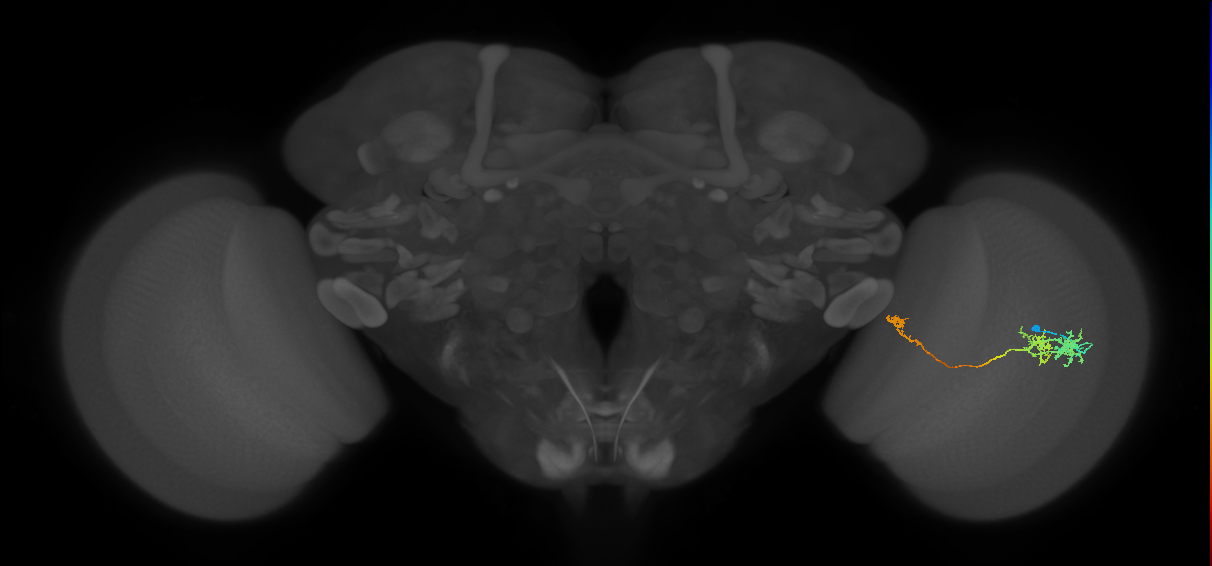 TmY10_R (JRC_OpticLobe:54742)
