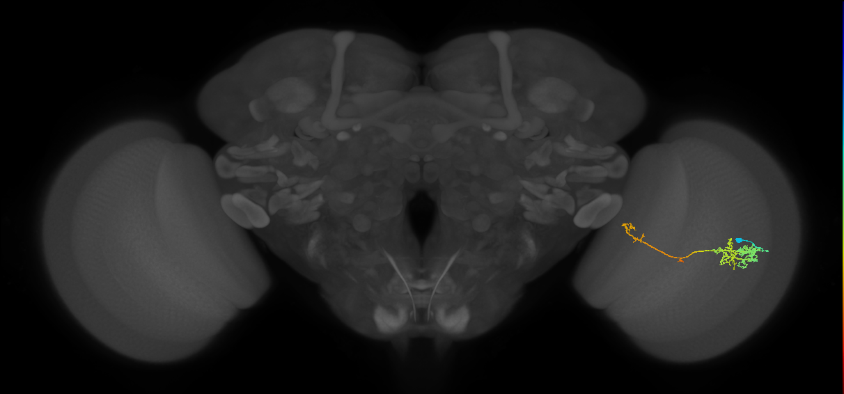 TmY10_R (JRC_OpticLobe:61028)