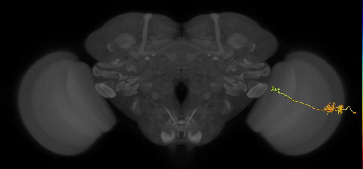 TmY10_R (JRC_OpticLobe:49120)